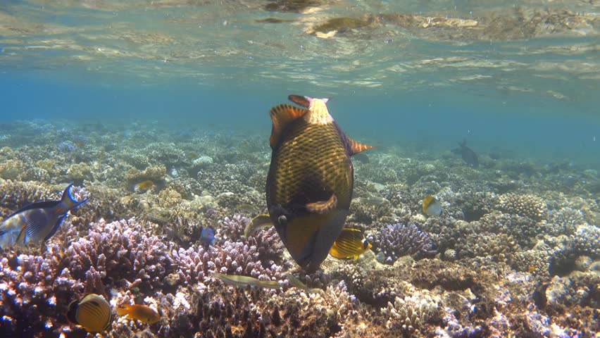 Titan triggerfish feeding on colorful coral reef, Red sea Royalty-Free Stock Footage #3425950233