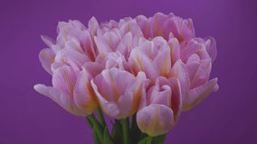 Bouquet of pink tulips on a peach background.Time lapse - Powered by Shutterstock - Get 15% off with code: PIKWIZARD15