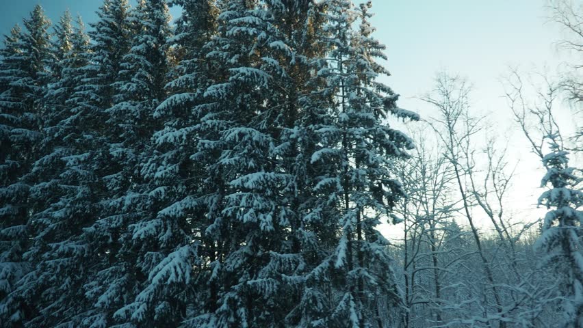 Winter train journey into a snowy fairy tale. View from the window of a moving vehicle onto a snow-covered taiga forest. White snowdrifts, spruce and pine trees under snow cover. Nature of Karelia Royalty-Free Stock Footage #3425973315
