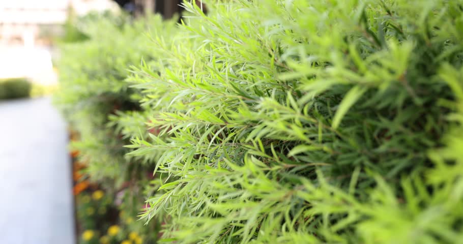 Green hedge texture background with leaves. Background with natural greenery and hedge with park