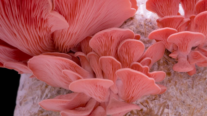 4K Time Lapse of pink Oyster mushrooms growing, close up. Edible mushroom grow on Bio farm. Food production business. Healthy ECO food.