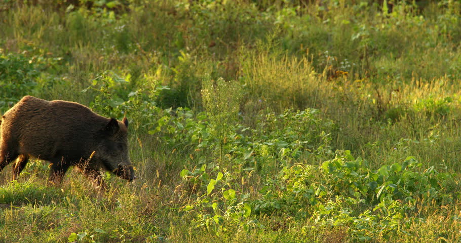 Close up shot of wild boars running through tall wild vegetation in golden hour
