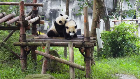 Two cute happy young giant pandas playing together and having fun. Funny panda bears among green trees. Amazing wild animals.