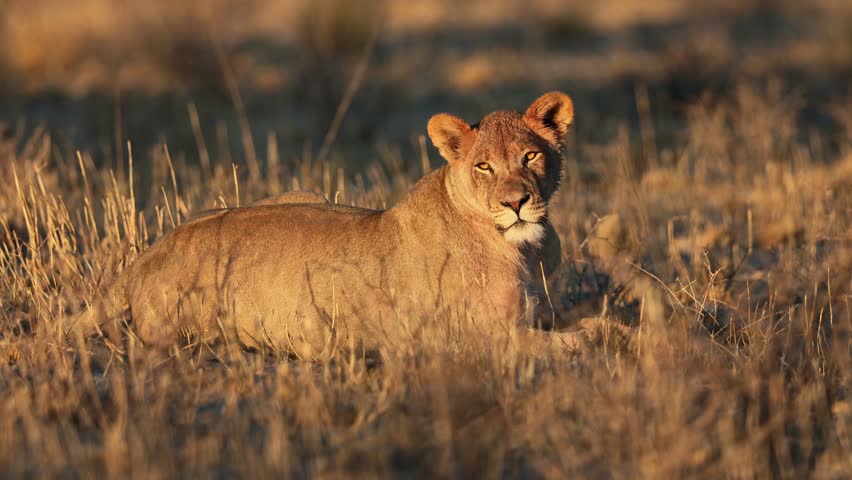 An alert lioness (Panthera leo) in early morning light, Kalahari desert, South Africa