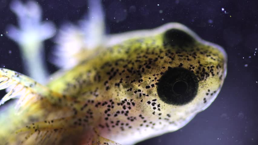 Mountain Newt Larva Close Up Ichthyosaura alpestris 
