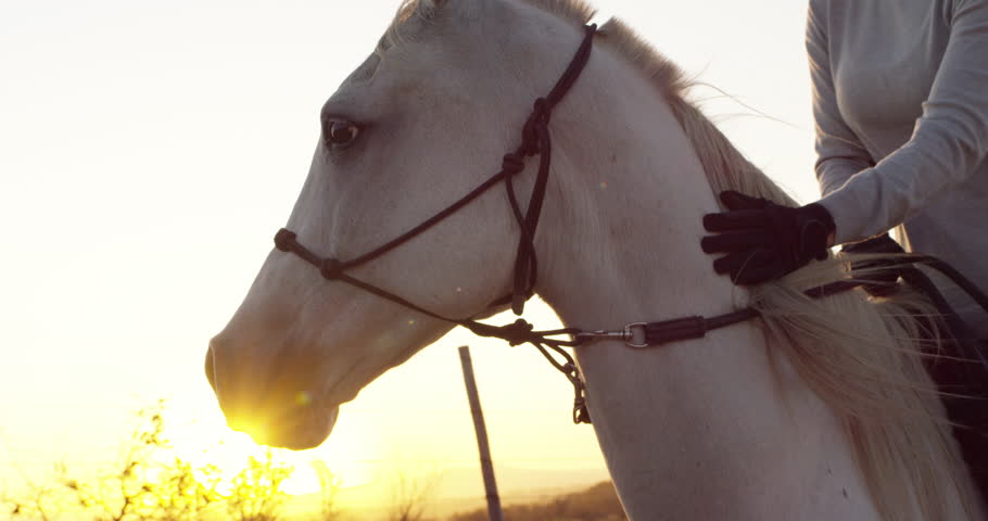 Love, horse riding or woman in countryside outdoor with rider or jockey for recreation or adventure. Relax, brush or person with care or healthy pet animal for training, exercise or wellness on farm Royalty-Free Stock Footage #3426421915