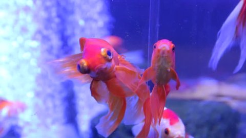 The goldfish with big eyes exotic veiltail