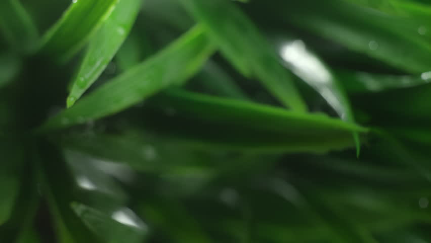 Slow motion macro shot of water droplet falling from fresh green leaf. Alternative herb skin care medicine concept. Herbal essence dropping from leaf. Organic serum drop or green tea tree oil extract