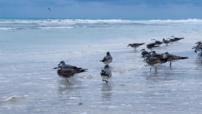 Seagulls on the Cuban beach in Varadero, Cuba, where the waves and ocean waters are visible on a cloudy day with the sun breaking through the clouds. Turquoise waves. 4K Video