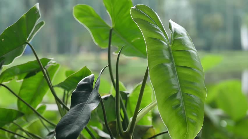 Dark green leaves of monstera or split-leaf philodendron (Monstera deliciosa) the tropical foliage plant growing in wild Royalty-Free Stock Footage #3426479235