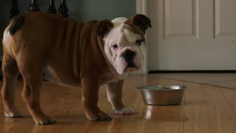 clumsy english bulldog puppy falls while playing with his food dish 4k