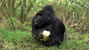 Rare mountain gorillas in the Mgahinga national park. Huge silverback in the rainforest. Gorillas in Uganda.  - Powered by Shutterstock - Get 15% off with code: PIKWIZARD15