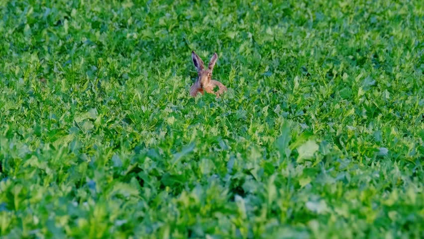 cute fluffy animal grazing on a green lawn, mammal hare of the lagomorph order, Lepus europaeus eats young rapeseed plants, concept of harming agriculture, object of amateur and sport hunting Royalty-Free Stock Footage #3426648335