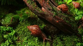 Snails are crawling on green moss and tree roots. Vegetation in the forest, sunlight filtering through each leaf blade. Slow movement of living creatures.