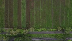 Drone video of green rice fields