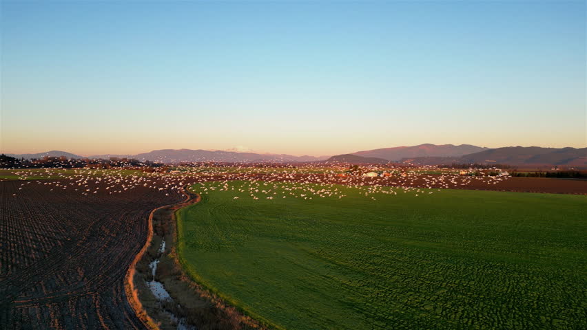 Flock of Snow Geese Taking Flight at Dusk	