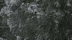 Super slow video: Snow falling from the cedar trees and dancing