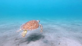 A serene underwater scene capturing a graceful sea turtle gliding over the sandy ocean floor.
