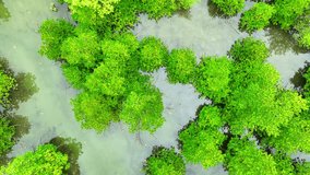 A bird's-eye view of Thailand's mangrove forests showcases their crucial role as a sanctuary for diverse wildlife, where emerald waters cradle the roots of towering trees. High-quality video. 4K.
