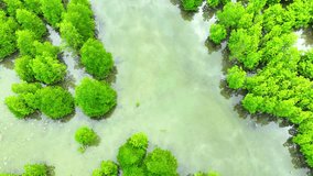 Thailand's mangrove forests, seen from a drone, reveal a lush, intricate tapestry of vibrant green foliage and meandering waterways, a testament to nature's resilience. Cinematic footage. 4K HDR.
