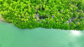 An emerald green tapestry of mangroves stretches as far as the eye can see, their intricate roots forming a natural masterpiece. High-quality video. Trat Province, Thailand. 4K HDR.
