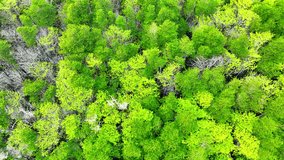 Aerial glimpse of a pristine mangrove habitat, a crucial buffer against climate change, urging us to protect this invaluable resource. Cinematic footage. Trat Province, Thailand. 4K HDR.
