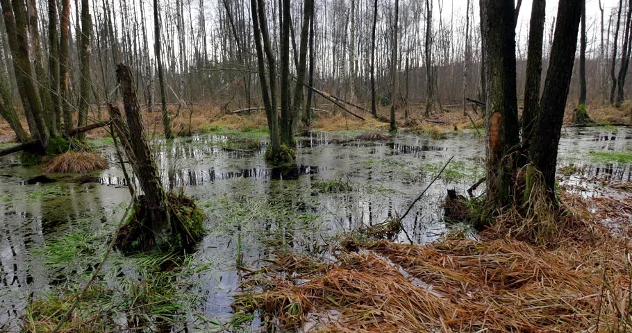 Swamp in the forest, Woods in Autumn.