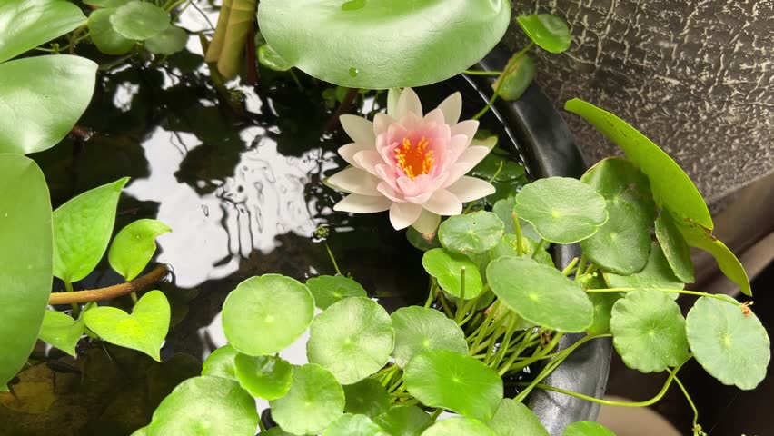Beautiful pink hardy water lily flower Madame Wilfron Gonnere with green leaves in mini pond