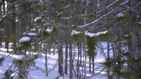 The snow pine forests of Idaho make for a spellbinding backdrop to any video.  