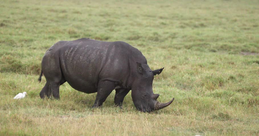 Black Rhino With Egret On The Field In Aberdare National Park, Kenya, Africa. Static Shot Royalty-Free Stock Footage #3427044151