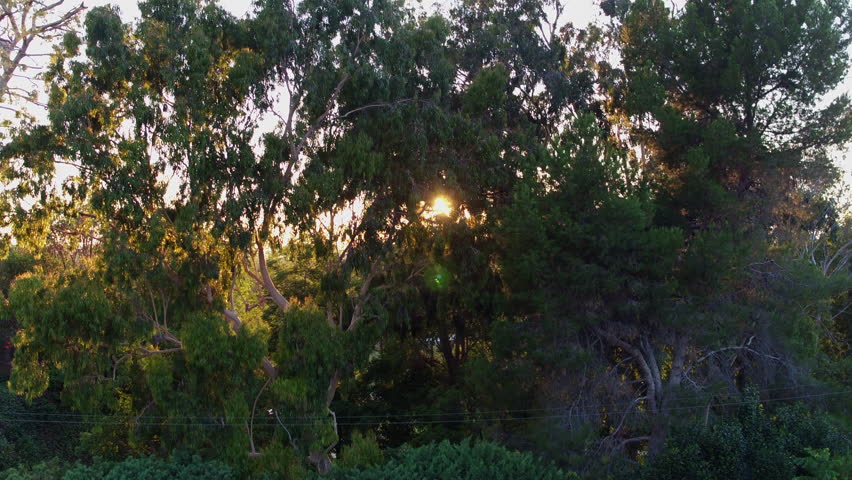 Aerial: Drone Upward Shot Of Green Trees In Tranquil Golf Course - Long Beach, California