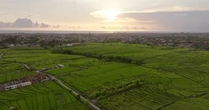 Green rice cultivated fields at sunset, Canggu, Bali in Indonesia. Aerial backward