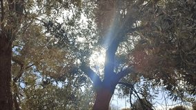 The sun shines through the olive tree leaves as they dance in a soft breeze.