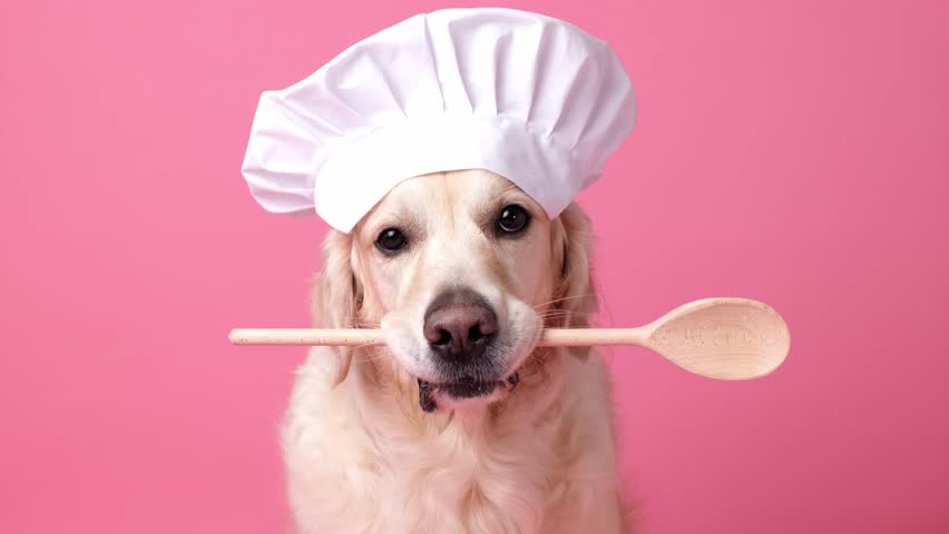 Dog in a chef's hat and with a spatula in his mouth on a pink background. Golden Retriever in chef costume for restaurant, cafe or banner Royalty-Free Stock Footage #3427151609