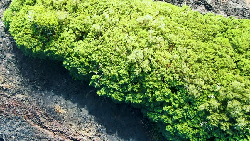 Aerial lush green vegetation and volcanic rock formation, drop down view of Hawaii, USA Royalty-Free Stock Footage #3427159621