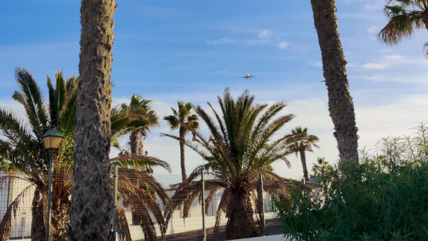 Looking up at passenger airplane flying above tropical palm trees over Fuerteventura