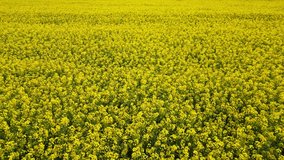 Canola Rapeseed Field. Aerial Drone Shot. Blooming Canola Field. Rape On The Field In Summer. Bright Yellow Rapeseed Oil. Agriculture Rapeseed Canola Oil Field in Estonia Wild summer nature