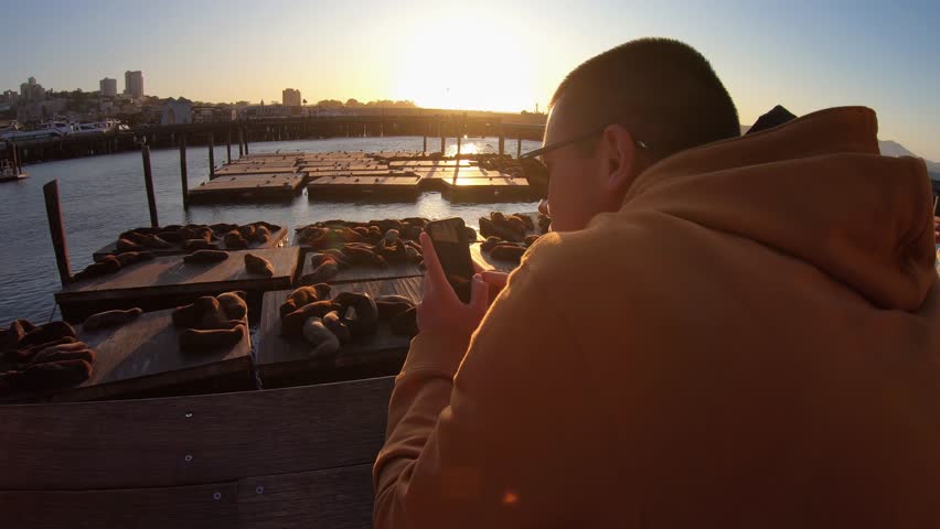 Male tourist taking pictures of the cute sea lions on Pier 39 at sunset. Famous tourist attraction in San Francisco, California