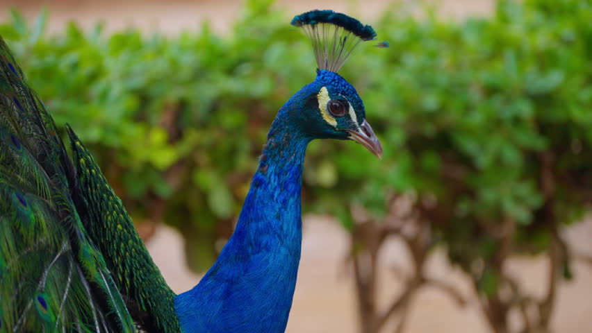 Indian peacock with spreading tail. Peafowl showing its tail colorful bird outdoors. Close-Up of colorful peacock displaying its tail in a marriage dance. Blue peacock fanning its tail on green grass