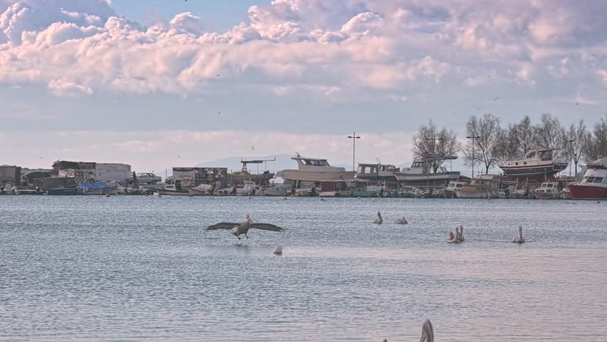 Pelicans Looking for Food Among Boats in the Harbor