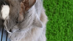 Gray cat close-up vertical video relaxing green garden peaceful sight nature. Cat relaxing peace in nature serene experience Cat relaxing serene animal life tranquil moment perfect tranquility.