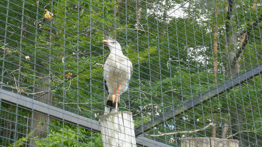 The red-legged seriema. Cariama cristata. Wild animals in captivity