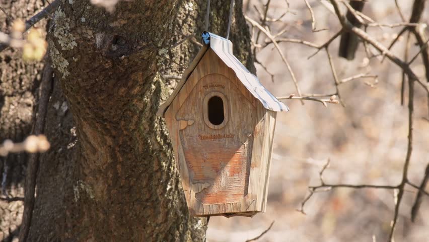 Male Eastern Bluebird flies to a nest box, inspects it carefully from the outside, and then flies off at the end