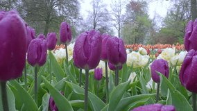 Landscape footage of colorful tulip flowers blooming in the field on April to May in Netherlands spring and summer time. Many vivid colour of Holland tulips field blowing by light wind. Low angle view - Powered by Shutterstock - Get 15% off with code: PIKWIZARD15