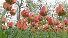 Landscape footage of colorful tulip flowers blooming in the field on April to May in Netherlands spring and summer time. Many vivid colour of Holland tulips field blowing by light wind. Low angle view - Powered by Shutterstock - Get 15% off with code: PIKWIZARD15