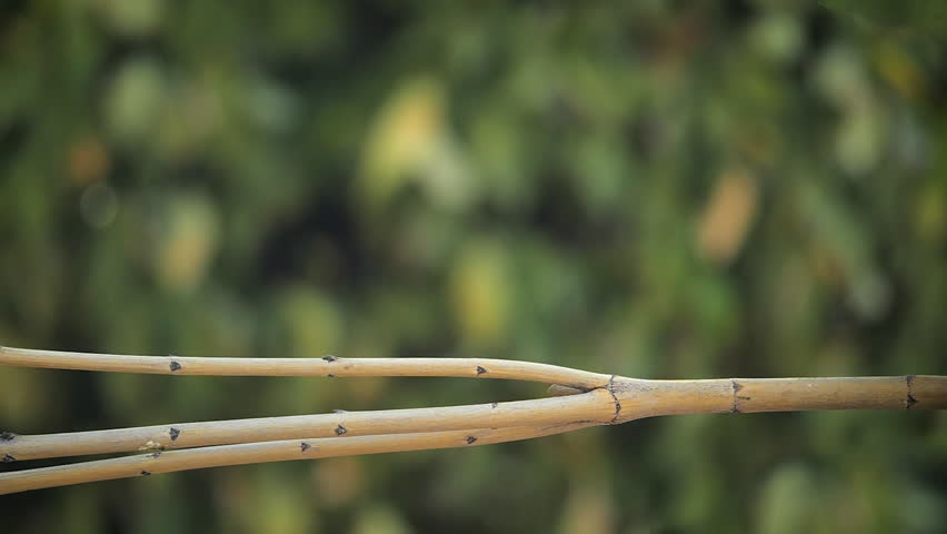 Baby Cardinal Lands on a Branch in Slow Motion