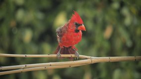 Baby Cardinal Lands on a Branch in Slow Motion - Powered by Shutterstock - Get 15% off with code: PIKWIZARD15