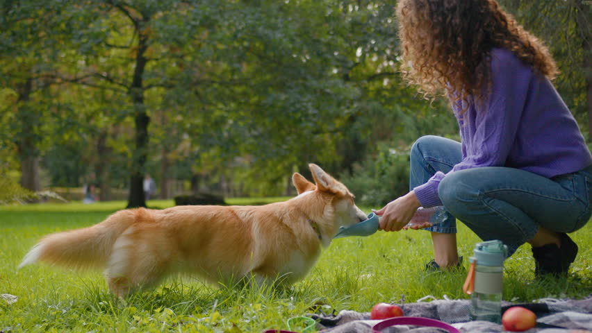 Female handler woman give water little friend dog welsh corgi in summer nature city park cute domestic animal drinking from bottle thirsty drink refreshing cute puppy feel thirst dehydration pet care Royalty-Free Stock Footage #3427434031