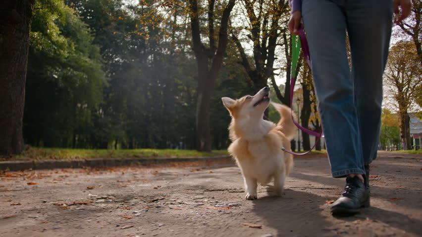 Close-up legs woman walk with cute dog little welsh corgi on leash in autumn park city. Female owner animal trainer walking domestic pet outdoors funny lovely puppy jumping playing with girl outside