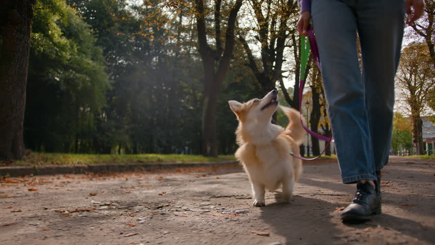 Close-up legs woman walk with cute dog little welsh corgi on leash in autumn park city. Female owner animal trainer walking domestic pet outdoors funny lovely puppy jumping playing with girl outside Royalty-Free Stock Footage #3427434829